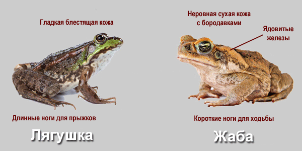 сходство и различие лягушки и жабы