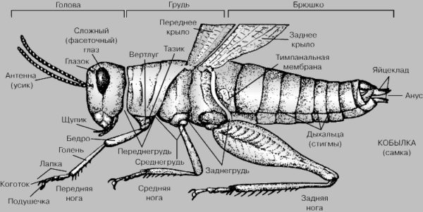 Главные признаки насекомых - схематический рисунок