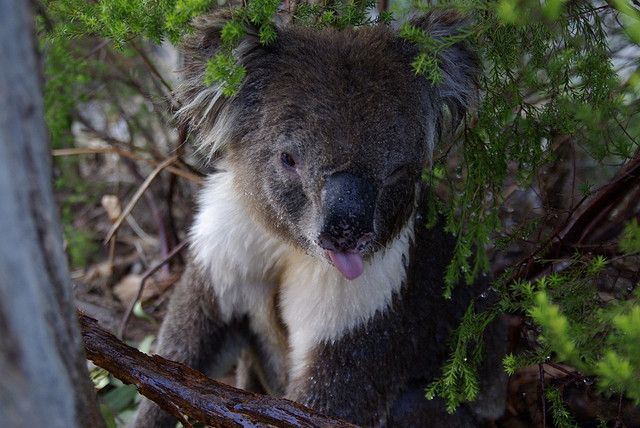 mokraya-koala-foto-7