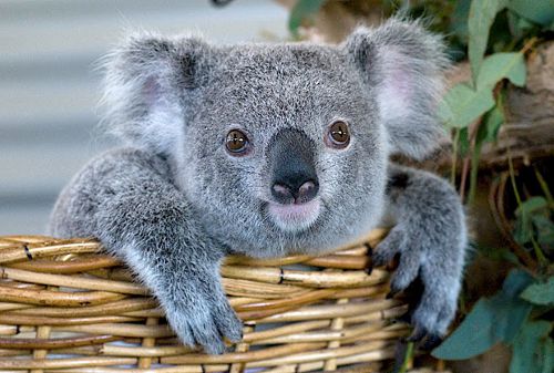 mokraya-koala-foto