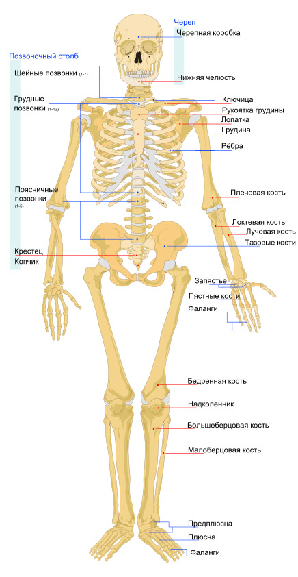 skelet-cheloveka-vid-speredi