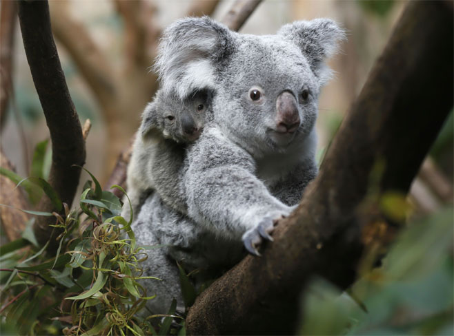 Детеныш коалы с мамой