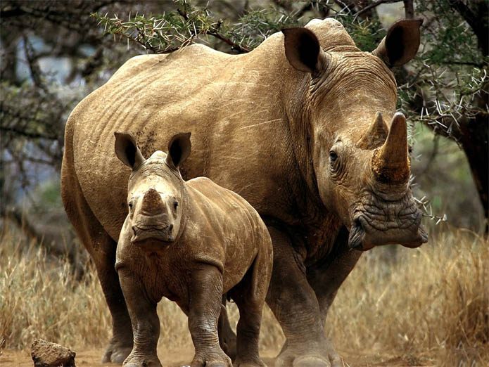 Детеныш носорога и его мать