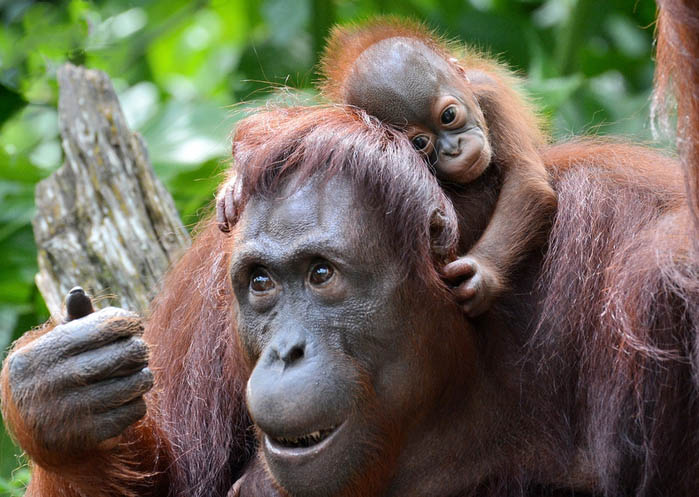 Мать-орангутанг и ее детеныш