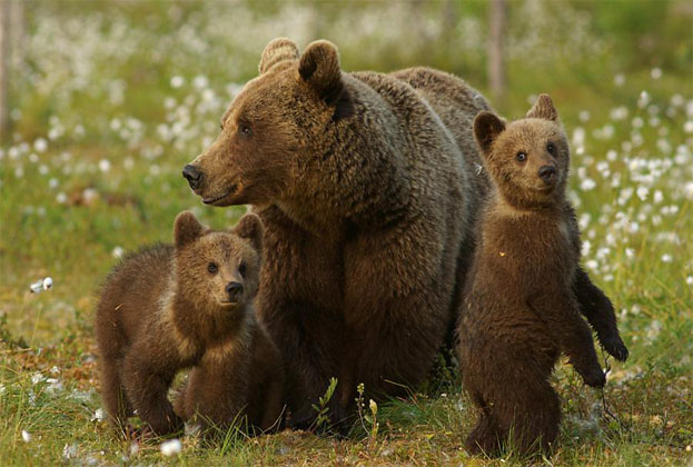 Самка бурого медведя с медвежатами