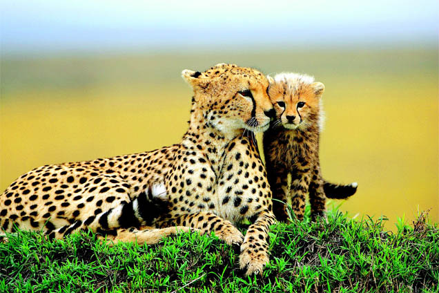 Самка гепарда с котенком