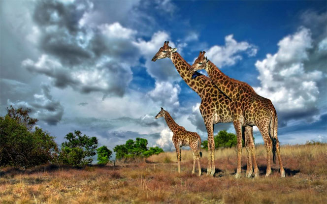Семейство жирафов
