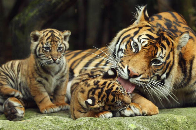 Тигрица с детенышем