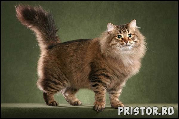 Сибирская кошка - описание породы, фото, содержание и уход 1