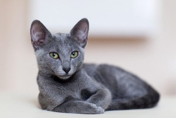 Порода кошек Русская голубая - фото, описание, характер, уход 1