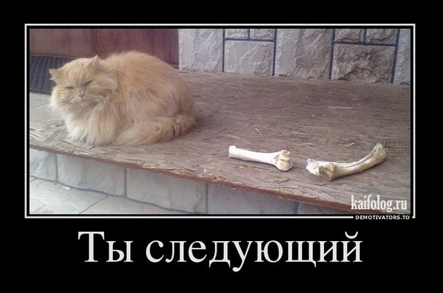 Демотиваторы про котов, смешные демотиваторы - коты и кошки 9