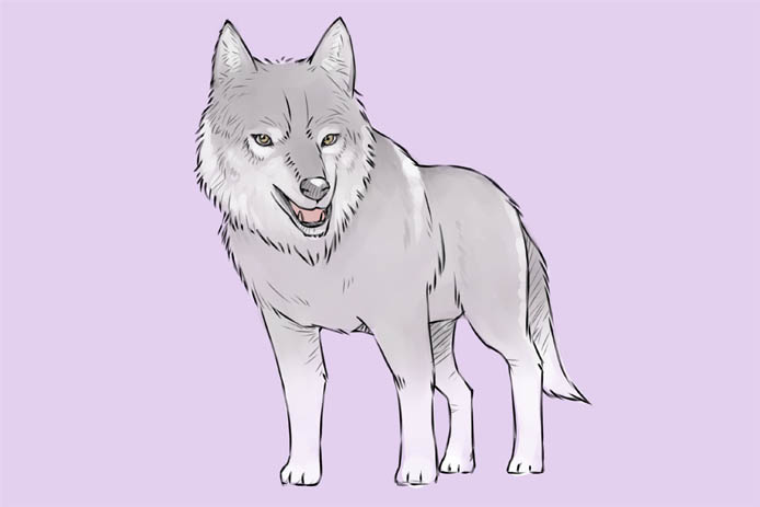 Картинка волка для детей, прикольные картинки волков - смотреть 8