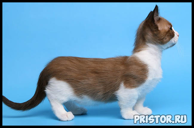 Манчкин кошка - фото, описание породы, характер 2