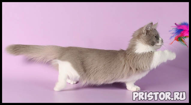 Манчкин кошка - фото, описание породы, характер 3