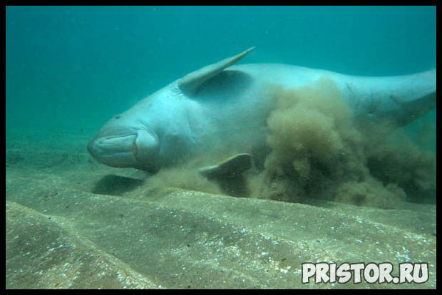 Морская корова дюгонь - прикольные фото смотреть бесплатно 8