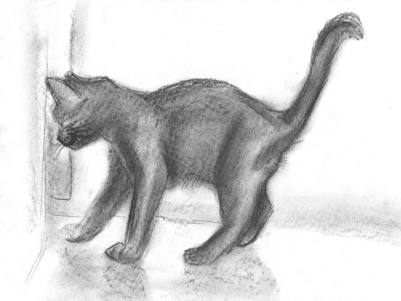 Рисунок кошки карандашом - прикольные и красивые картинки 3