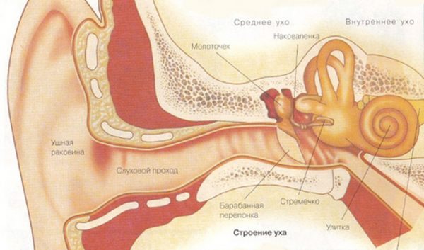 Строение уха человека - схема с описанием, анатомия 2