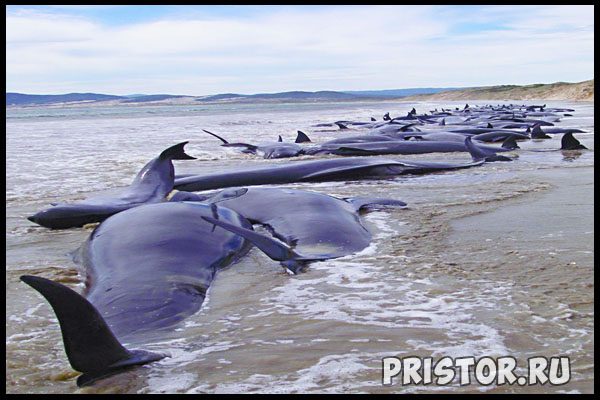 Почему киты выбрасываются на берег?