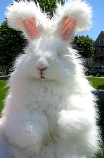 Ангорский кролик - фото животного