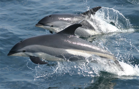 Белобокий дельфин - животные красной книги