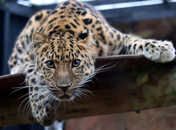 Дальневосточный леопард - животные красной книги