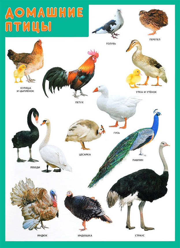 Домашние птицы - картинки для детского сада смотреть бесплатно 4