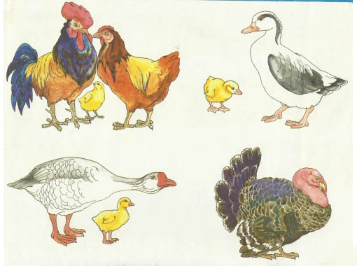 Домашние птицы - картинки для детского сада смотреть бесплатно 8