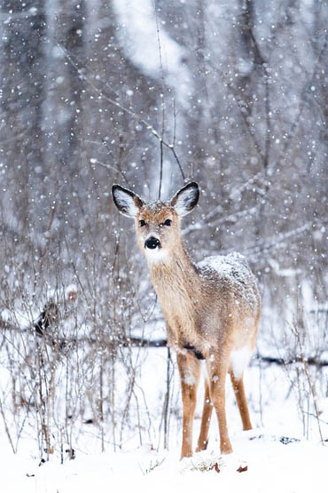 Живая природа зимой - фото красивые, удивительные, интересные 15