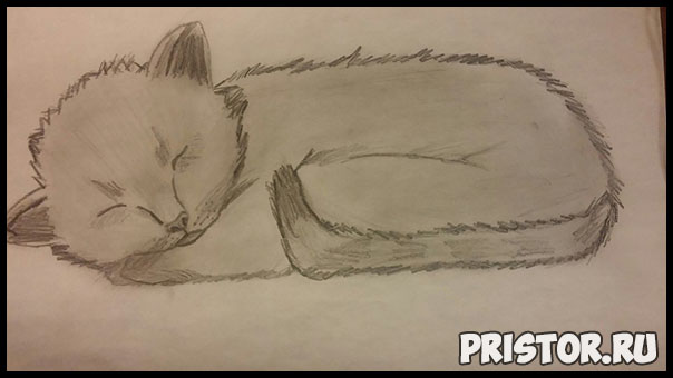 Как нарисовать котенка поэтапно карандашом - смотреть с фото 5
