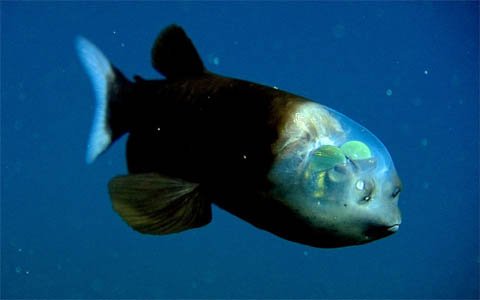 Рыба с прозрачной головой - фото животного