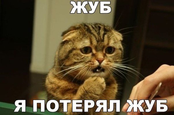 Смешные картинки с надписями про котов - прикольные, ржачные 14