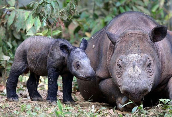 Суматранские носороги - фото животного