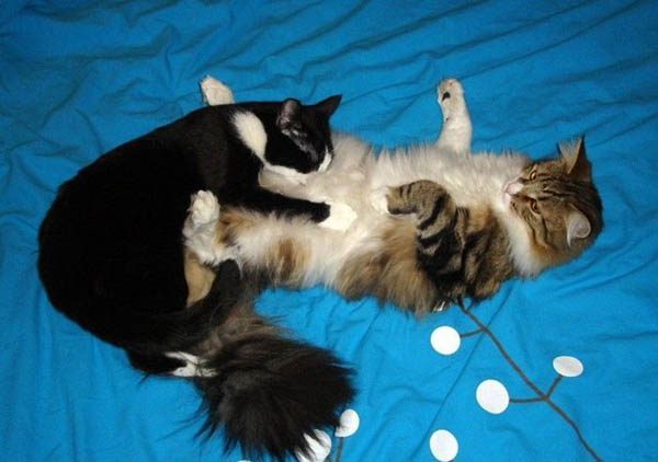 Смешные фото про котов - ржачные, веселые, прикольные 3