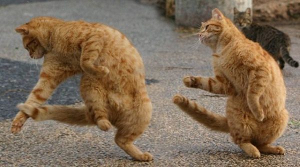 Смешные фото про котов - ржачные, веселые, прикольные 9