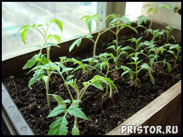 Как вырастить рассаду томатов в домашних условиях, уход 1