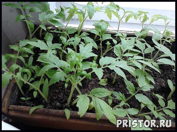 Как вырастить рассаду томатов в домашних условиях, уход 2