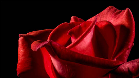 Цветы розы - фото, картинки, красивые, удивительные, интересные 1