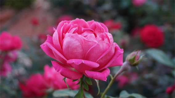 Цветы розы - фото, картинки, красивые, удивительные, интересные 10