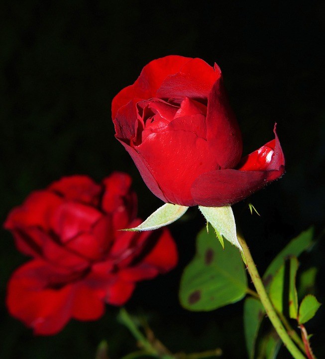 Цветы розы - фото, картинки, красивые, удивительные, интересные 11