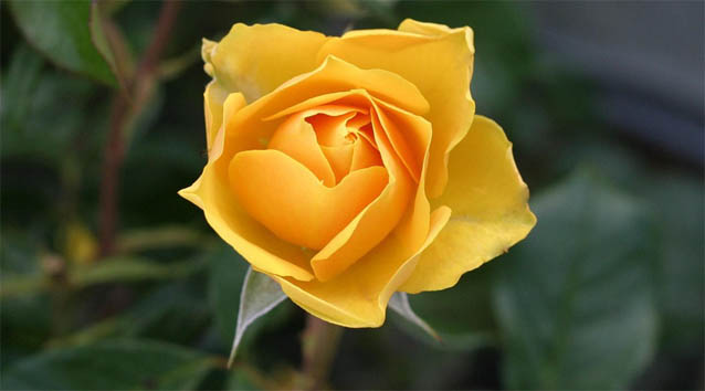 Цветы розы - фото, картинки, красивые, удивительные, интересные 12