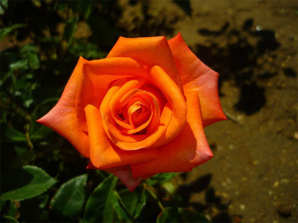 Цветы розы - фото, картинки, красивые, удивительные, интересные 2