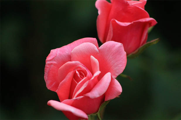 Цветы розы - фото, картинки, красивые, удивительные, интересные 3