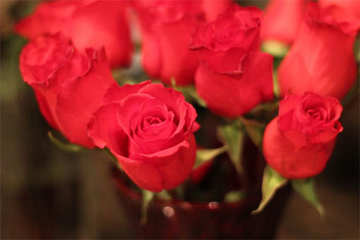 Цветы розы - фото, картинки, красивые, удивительные, интересные 4
