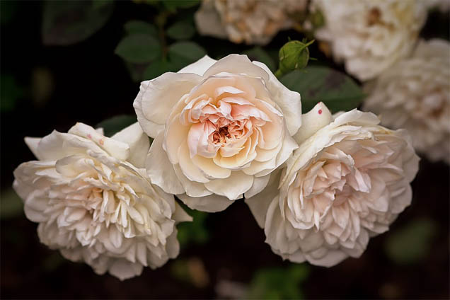 Цветы розы - фото, картинки, красивые, удивительные, интересные 5