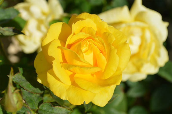 Цветы розы - фото, картинки, красивые, удивительные, интересные 8