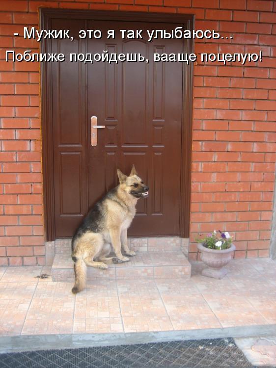 Веселые и смешные фото собак с надписями - смотреть бесплатно