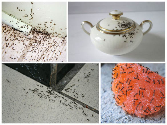Как вывести муравьев из дома - быстро в домашних условиях 1