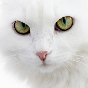 Красивые картинки и фото - белый кот с зелеными глазами 2