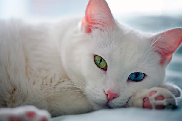 Красивые картинки и фото - белый кот с зелеными глазами 3