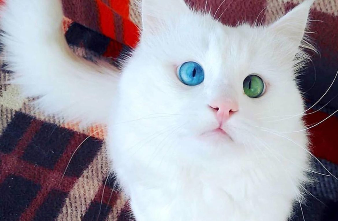 Красивые картинки и фото - белый кот с зелеными глазами 4